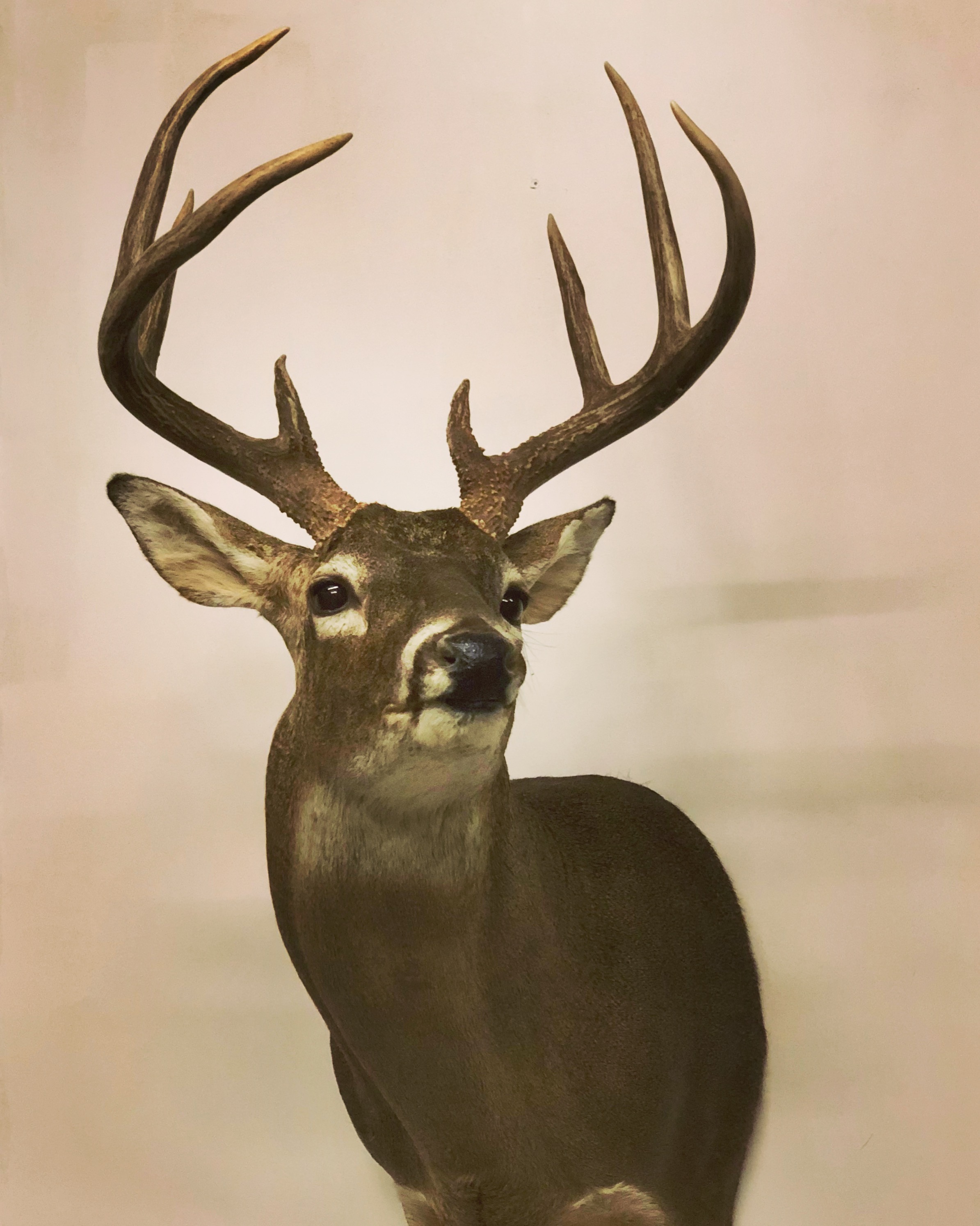 IMG_8452 Trophy House Taxidermy