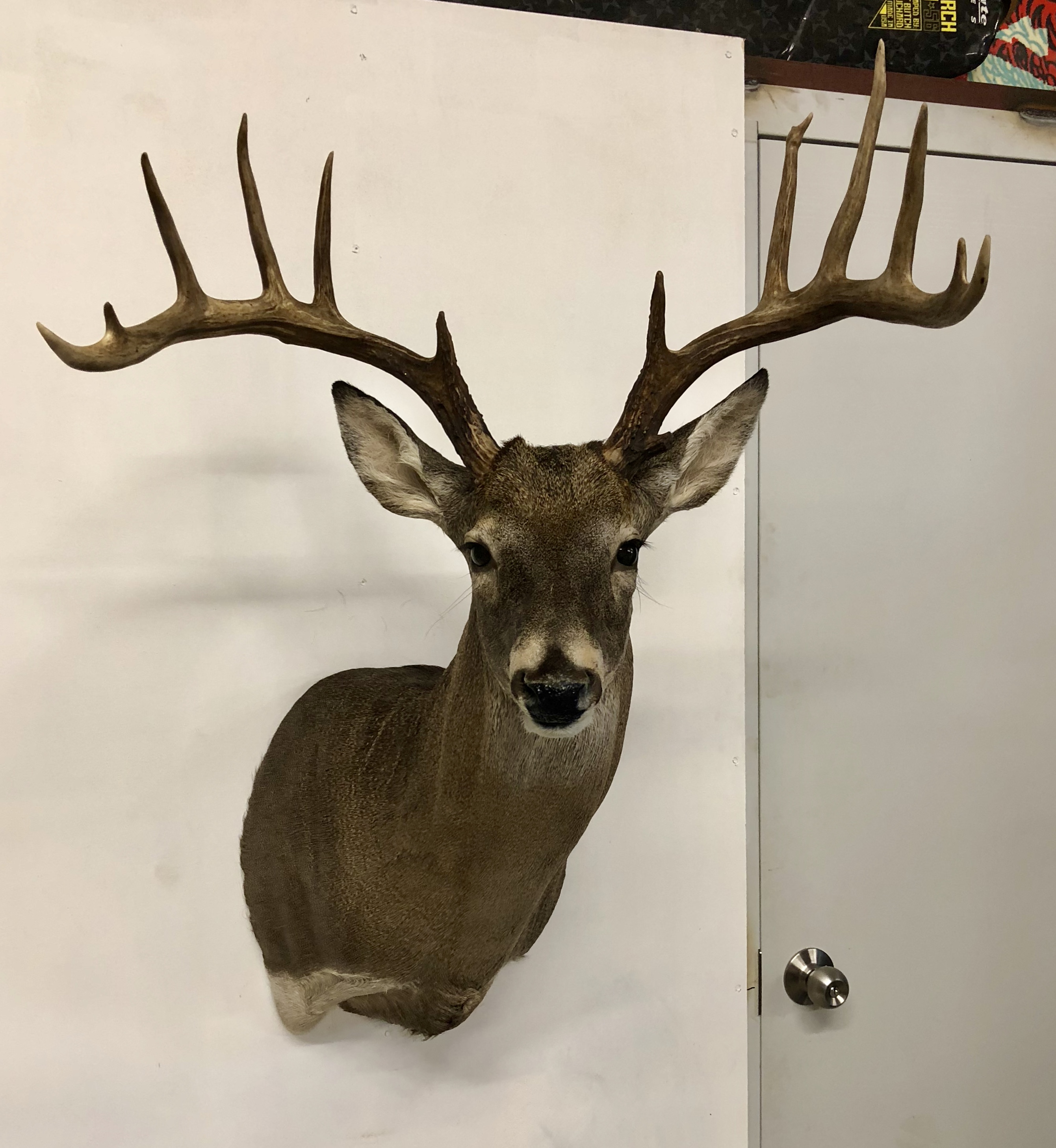 IMG_9174 Trophy House Taxidermy